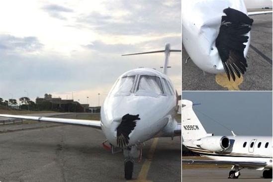 Chim va vào động cơ máy bay khi hạ cánh