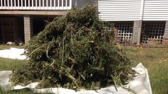 Cảnh sát Australia đột kích 2 ngôi nhà trồng cây gai dầu