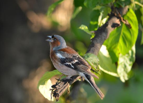Moskva - Nơi bình yên chim hót...