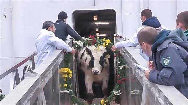 Người Nga dừng cả nghỉ Tết để thông quan sớm cho 1.100 