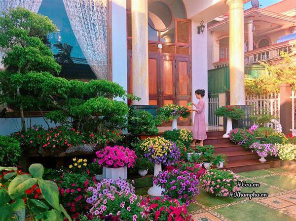 Ngẩn ngơ trước vườn hoa dạ yến thảo rực sắc trước sân nhà của bà mẹ xứ Huế mộng mơ