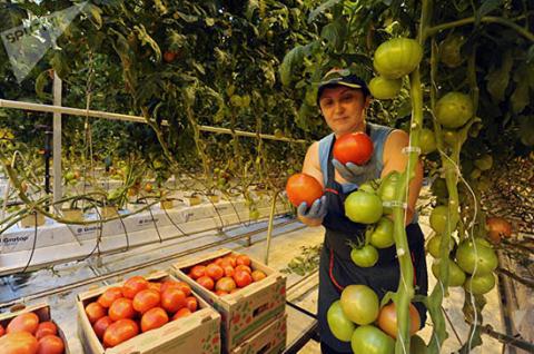 Nga thành nước xuất khẩu nông sản nhờ trừng phạt Mỹ