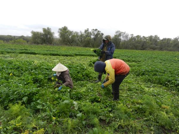 Cuộc sống vất vả mưu sinh của những người Việt trồng rau tại Nga