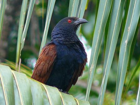 Món ngon, tăng sức cường tráng cho quý ông