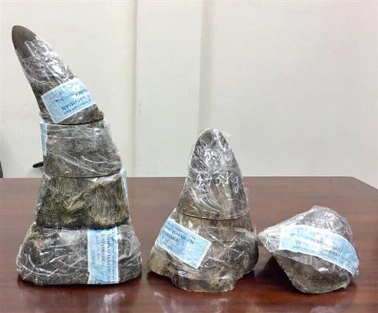 Tịch thu 5kg sừng tê giác châu Phi quý hiếm chuyển về Việt Nam bằng máy bay