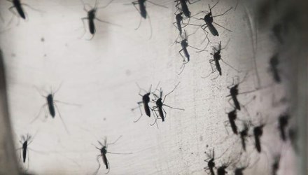 Phát hiện virus Zika lây qua đường máu