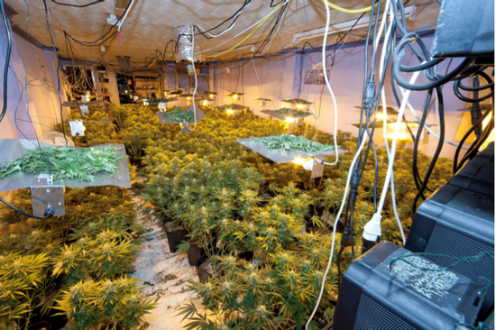 Nhờ cầu thủ Ngoại hạng Anh ngăn người Việt nhập cư lậu