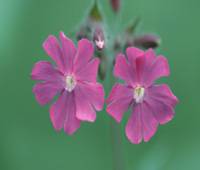 Tử vi ngày thứ 2 20/2