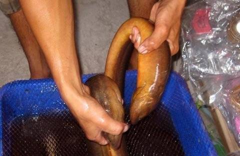 Xem lươn ‘cực khủng’, bụng vàng óng