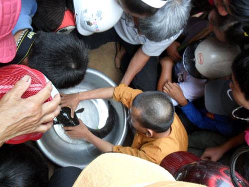 Đổ xô xem cá lóc nổi chữ trên đầu