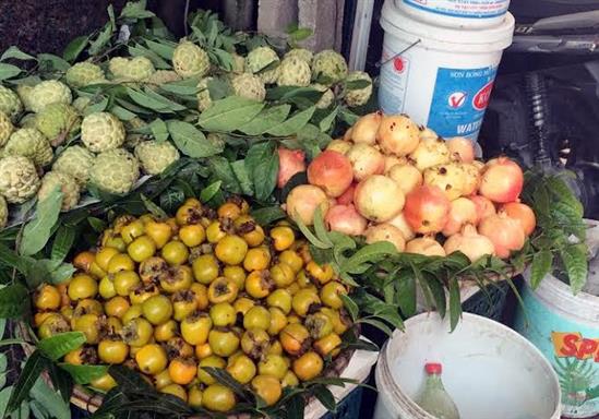 Phá cỗ Trung thu: 100 tấn lựu, hồng Tàu mỗi ngày