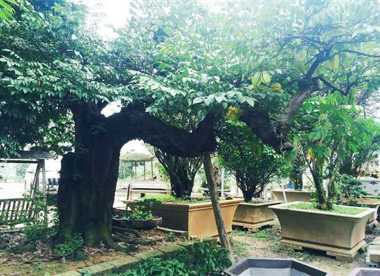Đại gia Hà thành chi 800 triệu mua cây khế 100 tuổi