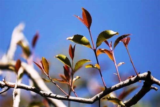 Thủ đoạn tinh vi nhập lá lạ độc gấp 500 lần ma túy