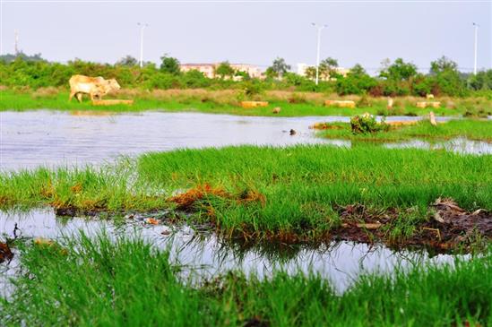 Cận cảnh 