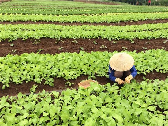 Rau nhà giàu: Đắt gấp đôi bò Mỹ, đỡ tiền mua thuốc
