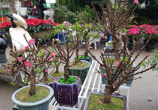 Đào 2 gang tay mạo danh đào thất thốn: Hàng Trung Quốc đấy