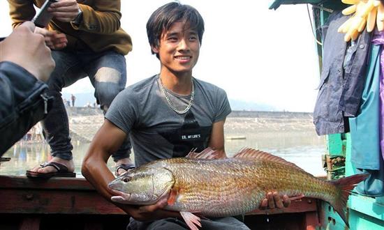 Cá sủ vàng 8kg ở Nghệ An, 900 triệu chưa bán