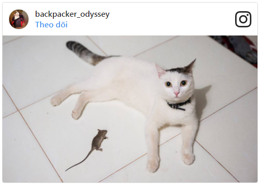 Mèo Nga trốn chủ lập băng đảng ở Việt Nam