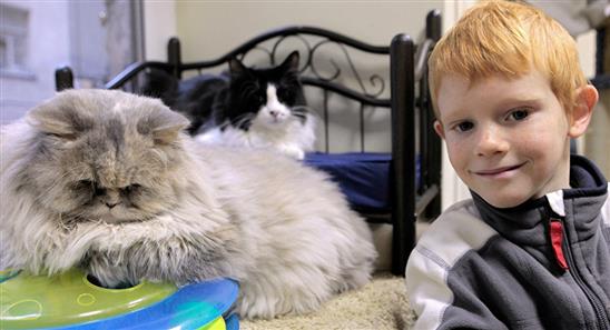 Mèo được yêu quý nhất ở Nga