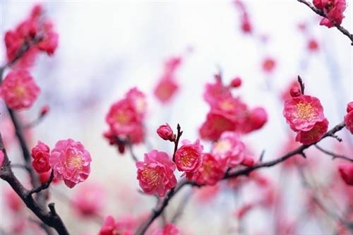 THƯ CHÚC MỪNG NĂM MỚI CỦA ĐẠI SỨ PHẠM XUÂN SƠN