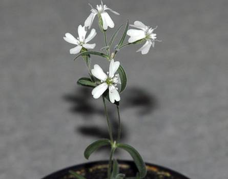 Nga làm sống dậy cây 30.000 năm tuổi