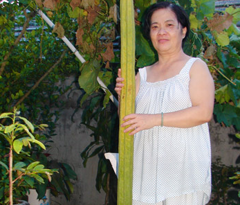 Giàn mướp cho quả dài gần 2 mét