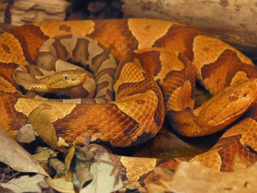 Rắn 'không chồng mà chửa'