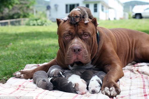 Choáng váng với đàn chó pitbull con giá 10 tỉ đồng