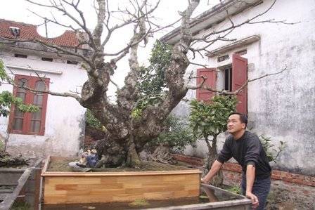 Cây sanh già từng được trả 30 cây vàng