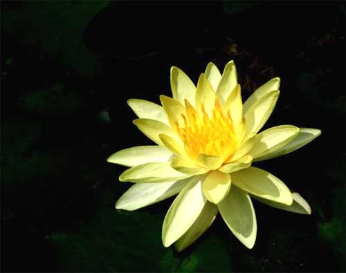 Tử vi ngày thứ 7 26/5