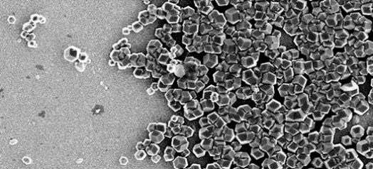 Máy tính được làm từ vi khuẩn