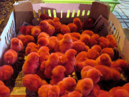 “Gà lông nhung” xuất hiện ở TPHCM