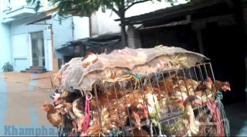 Video về nguồn gốc  gà giá siêu rẻ ở Hà Nội