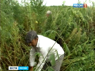 Ngoại ô Moskva: tiêu huỷ khoảnh rừng cần sa 7 hécta