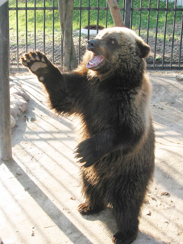 Gấu tát trẻ em - ai có lỗi?