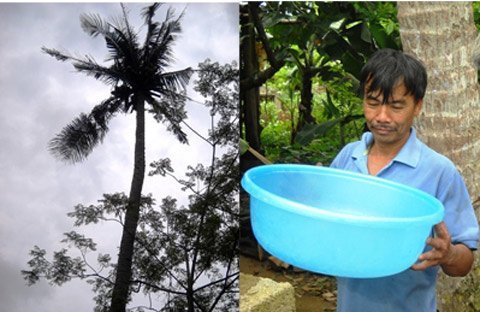 Kỳ lạ cây dừa bỗng dưng cứ... rơi nước mắt