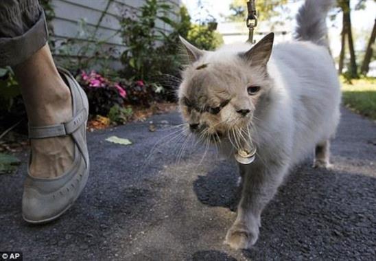 Xuất hiện chú mèo hai mặt kỳ dị vừa chào đời ở Trung Quốc