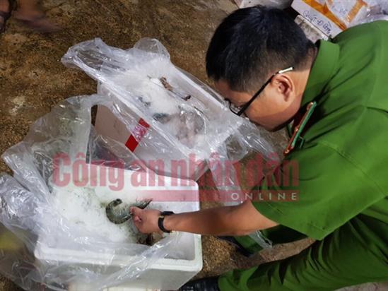 Phát hiện một cơ sở ở Hà Nội bơm tạp chất vào tôm chết rồi tuồn ra tiệc cưới