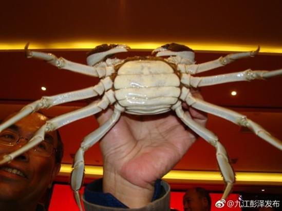 Sốc: Cặp cua 'vua và hoàng hậu' được bán đấu giá gần 3 tỷ đồng