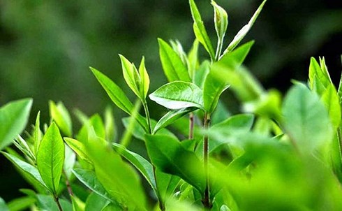 Những lợi ích của trà xanh đối với sức khỏe