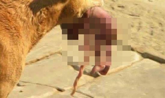 Run rẩy với hình ảnh chú chó ngoạm em bé sơ sinh còn nguyên dây rốn để tìm người cứu giúp