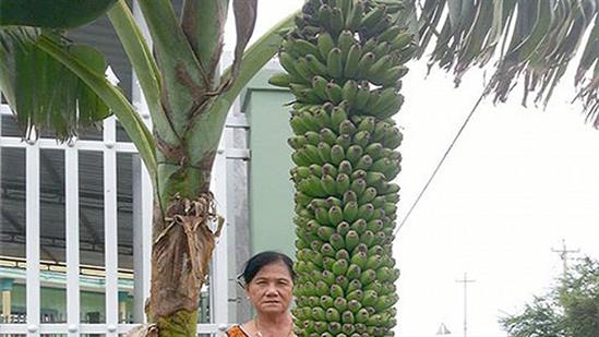 Mang về trồng thử, ai ngờ được cây chuối trăm nải