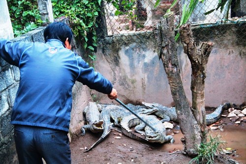 'Vua cá sấu' lý giải sự cố diễn viên xiếc bị cá sấu cắn