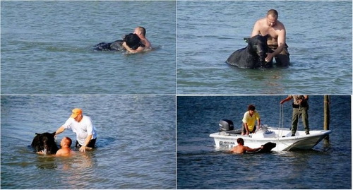 Người đàn ông lao xuống hồ băng -5 độ cứu chú chó gây sốt