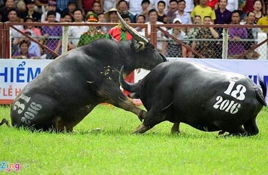 Chọi trâu Đồ Sơn: 