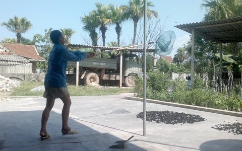 Chấm dứt nạn tận diệt ong bán sang Trung Quốc