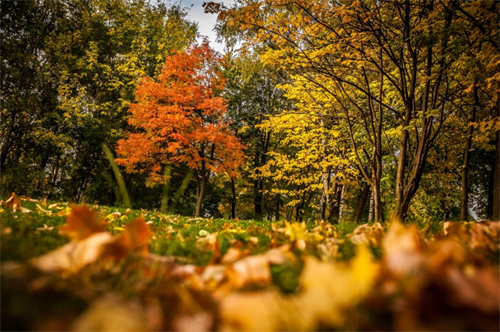 Mùa thu rực vàng khắp thành phố