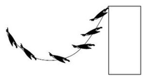 Sự thật về khả năng bay lượn của Người Dơi