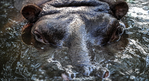 Thú dữ sổng chuồng dạo chơi trên phố Tbilisi