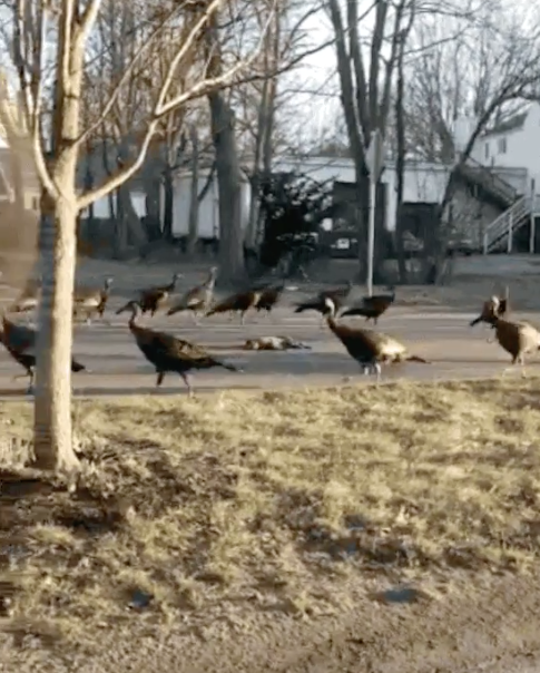 Lạnh người xem đàn gà tây thực hiện 'nghi lễ' kỳ quái quanh xác mèo